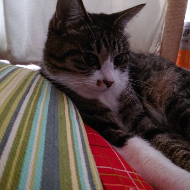 弁慶は泣くらしいが おせわがかりは泣かない でも痛ぇーよ ふうです 猫なのです