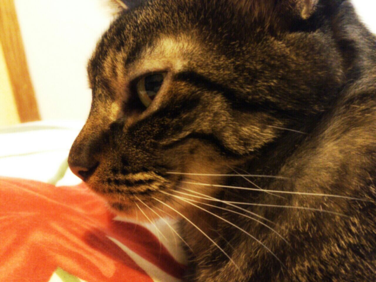 螺旋階段 トヨの 今日も眠いです