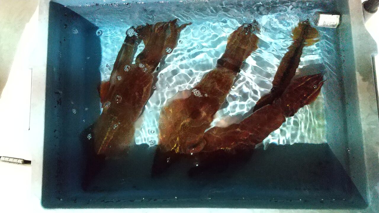 今季初のイカメタル オモリグでイカを狙う 小浜湾 四季のマイボート釣り