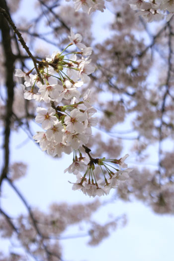 sakura2015_04.jpg