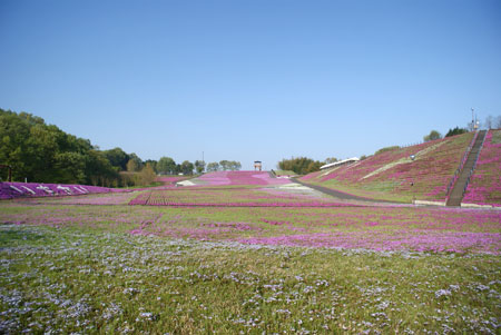 shibasakura2015_01.jpg