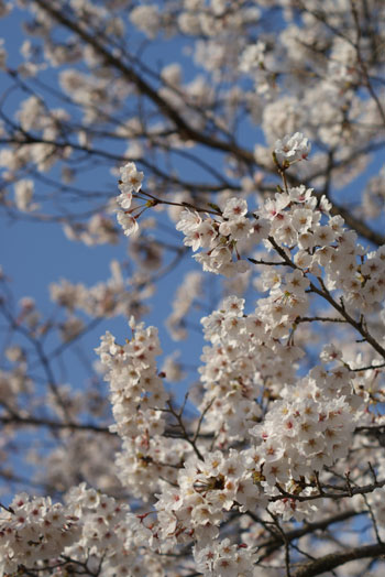 sakura01_20140408124137852.jpg