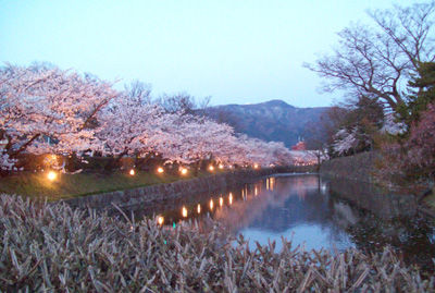 松本城桜03
