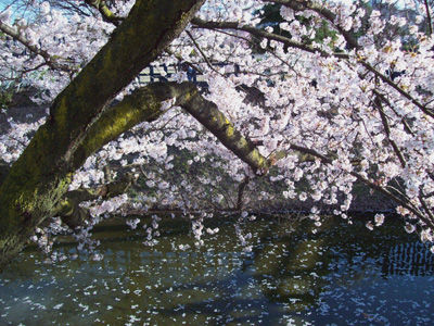 松本城桜02