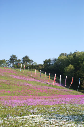 shibasakura2015_02.jpg