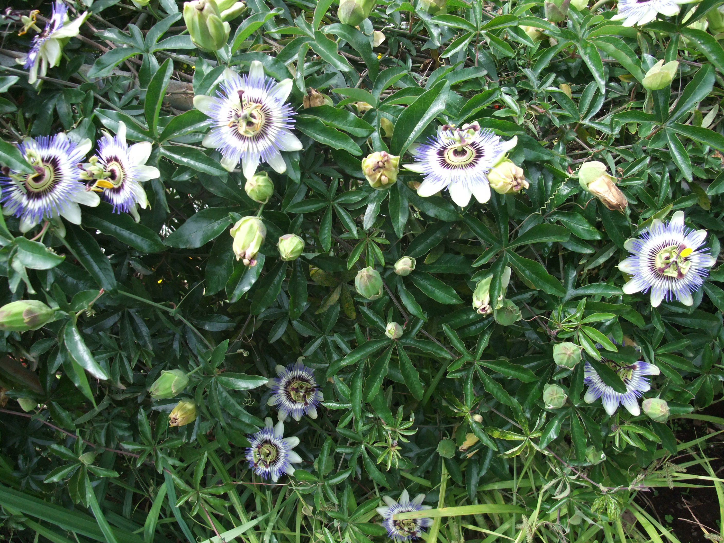 聖なる花 時計草 つれづれなるままに