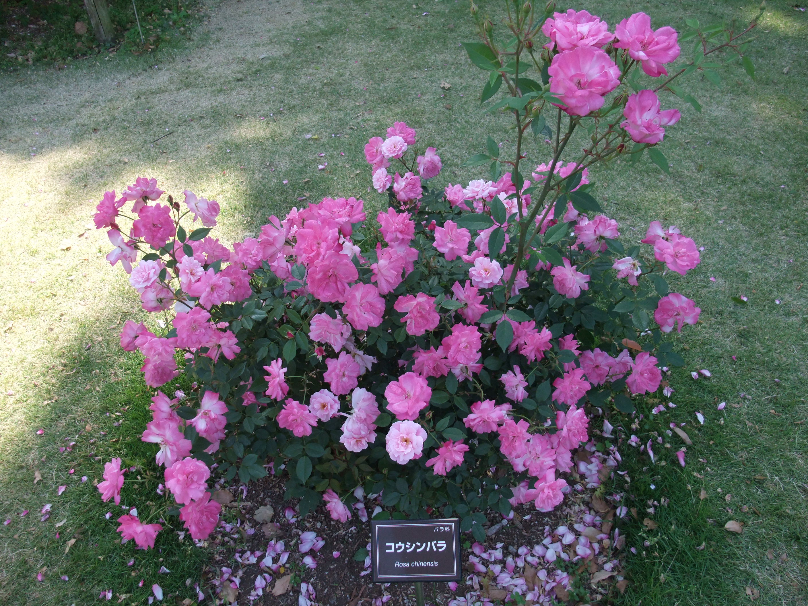 コウシンバラ 月季花 つれづれなるままに