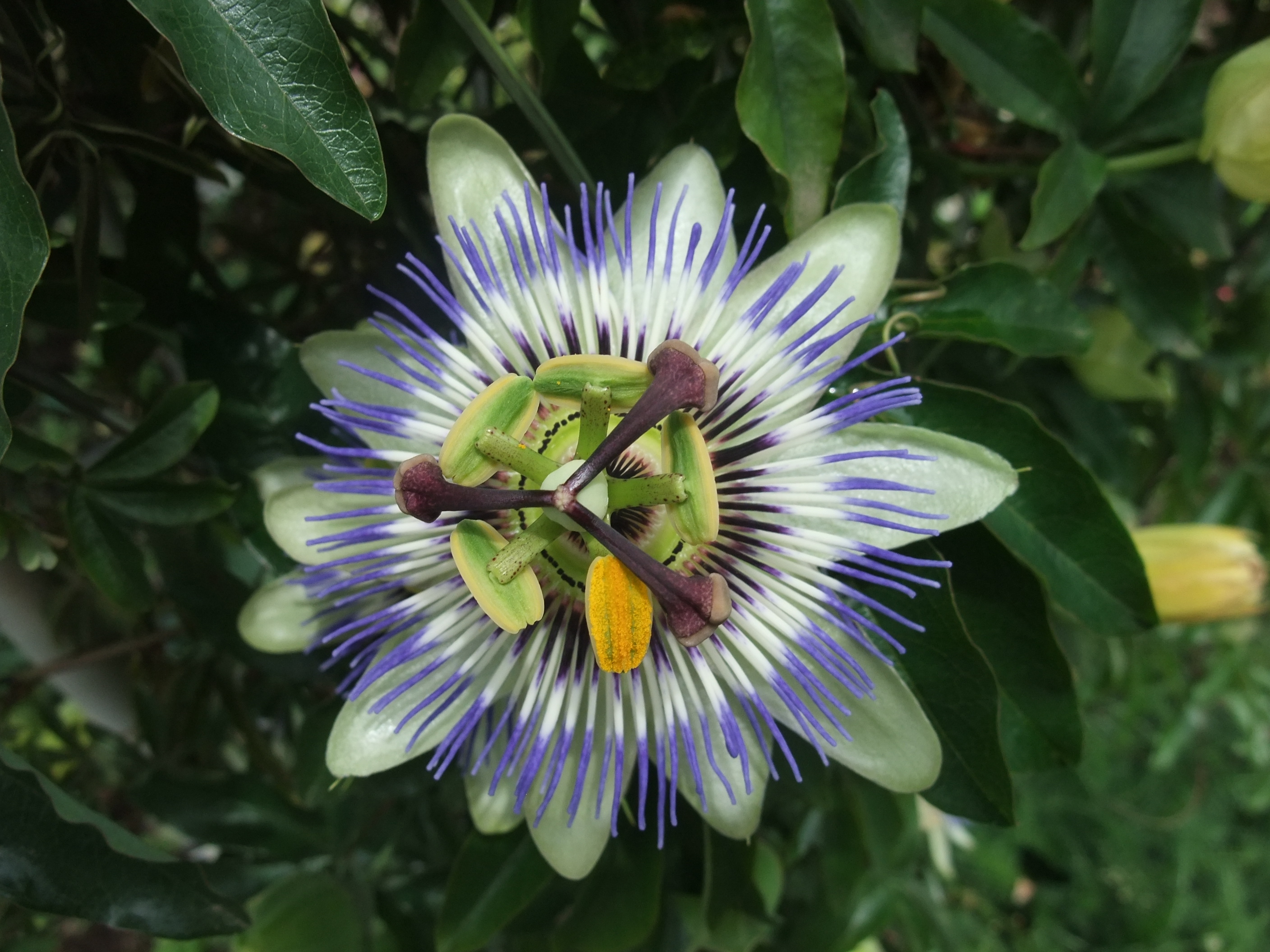 聖なる花 時計草 つれづれなるままに 聖なる花 時計草 つれづれなるままに