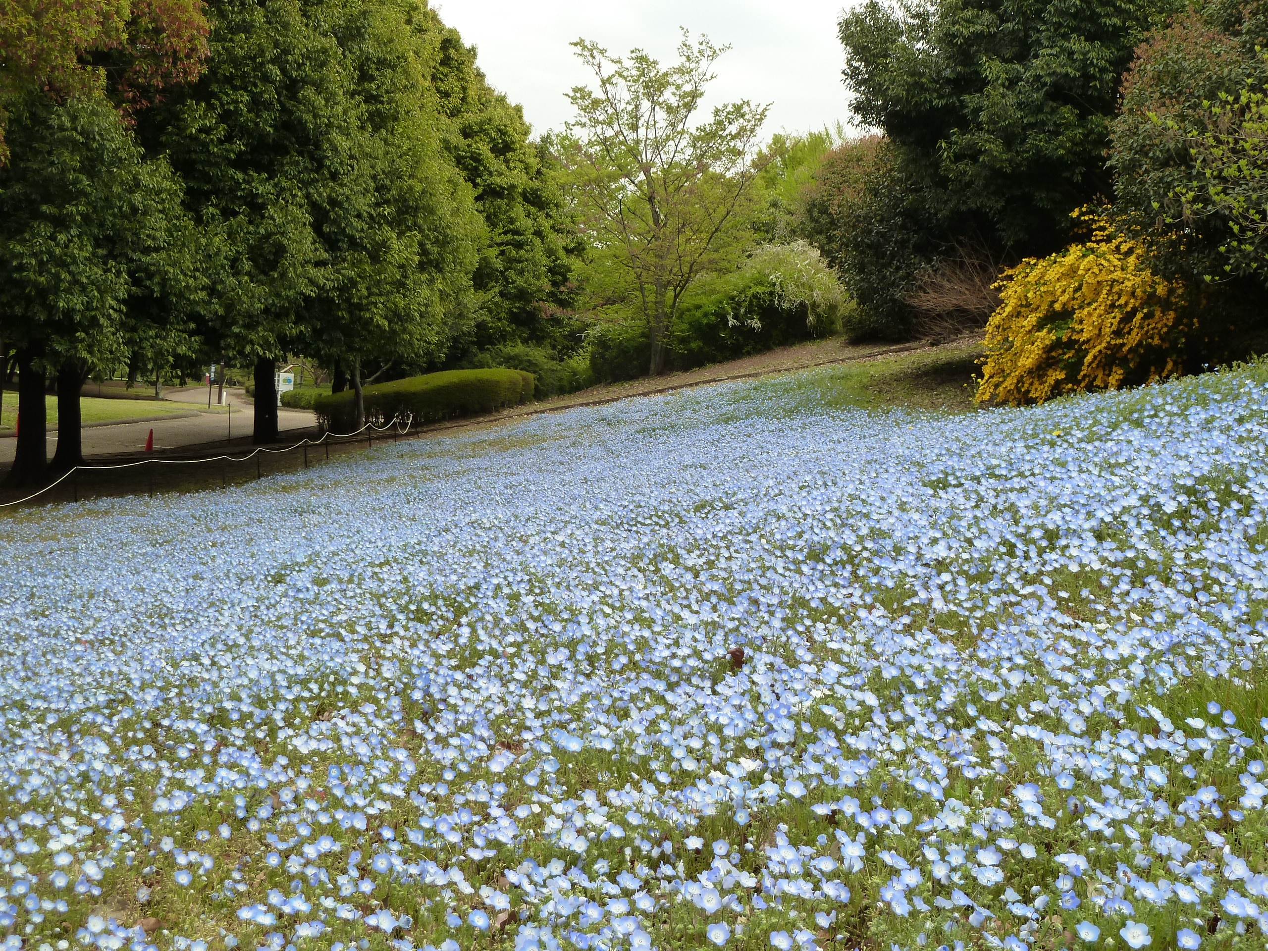 春の相模原公園 麻溝公園 Ceres23のblog