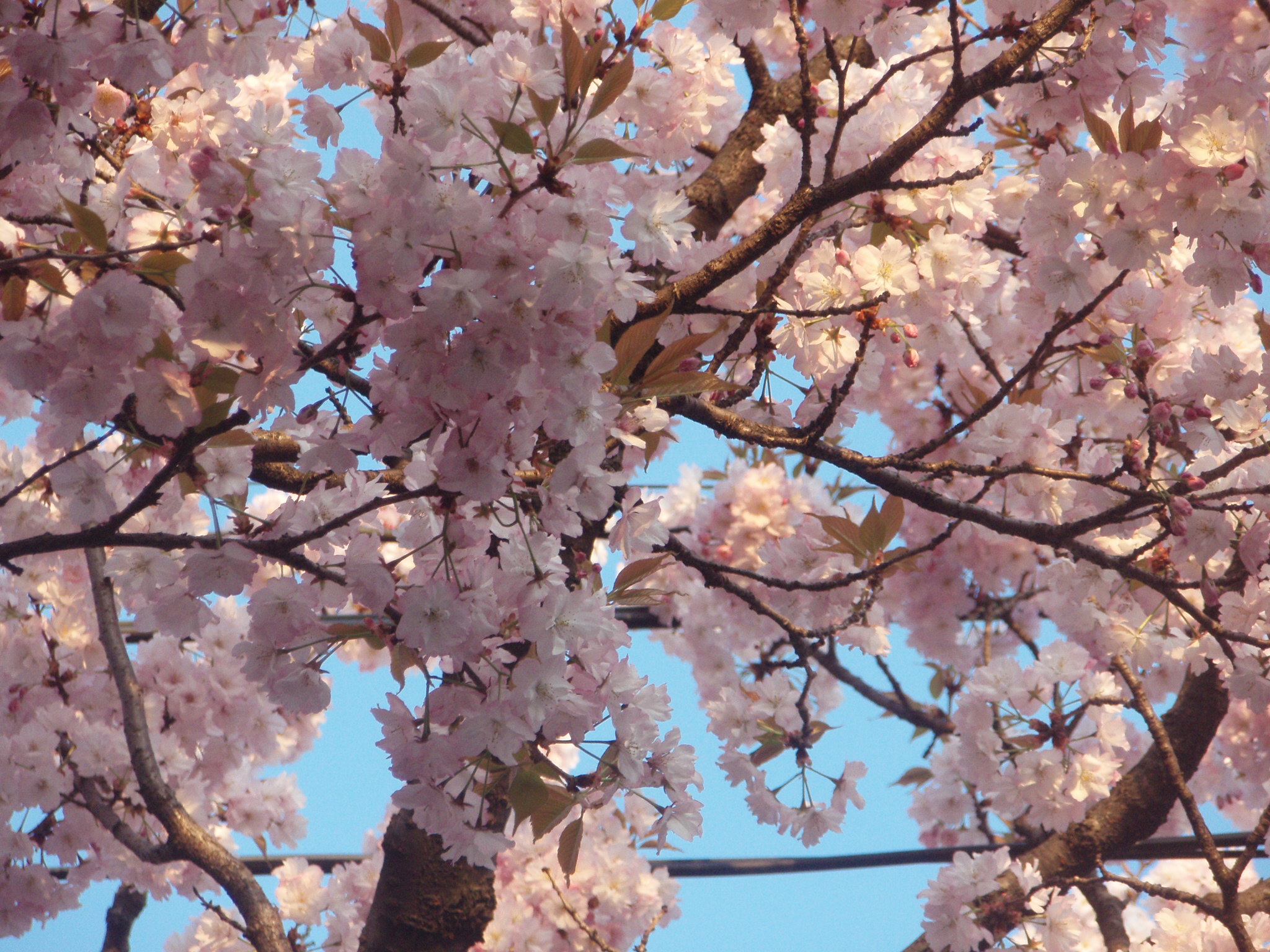 鶴間公園の桜 Ceres23のblog