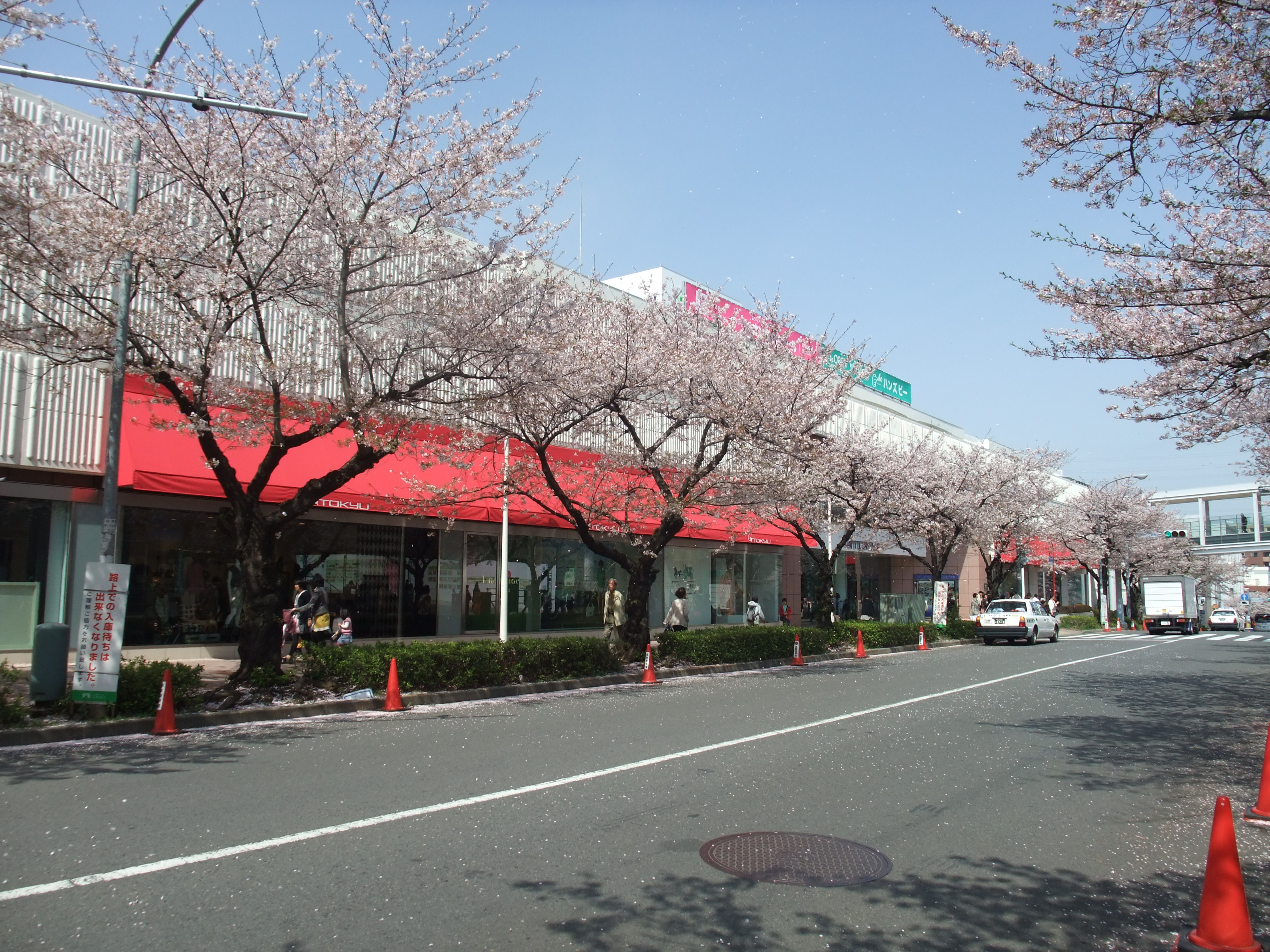 たまプラーザの桜並木 Ceres23のblog たまプラーザの桜並木 Ceres23のblog