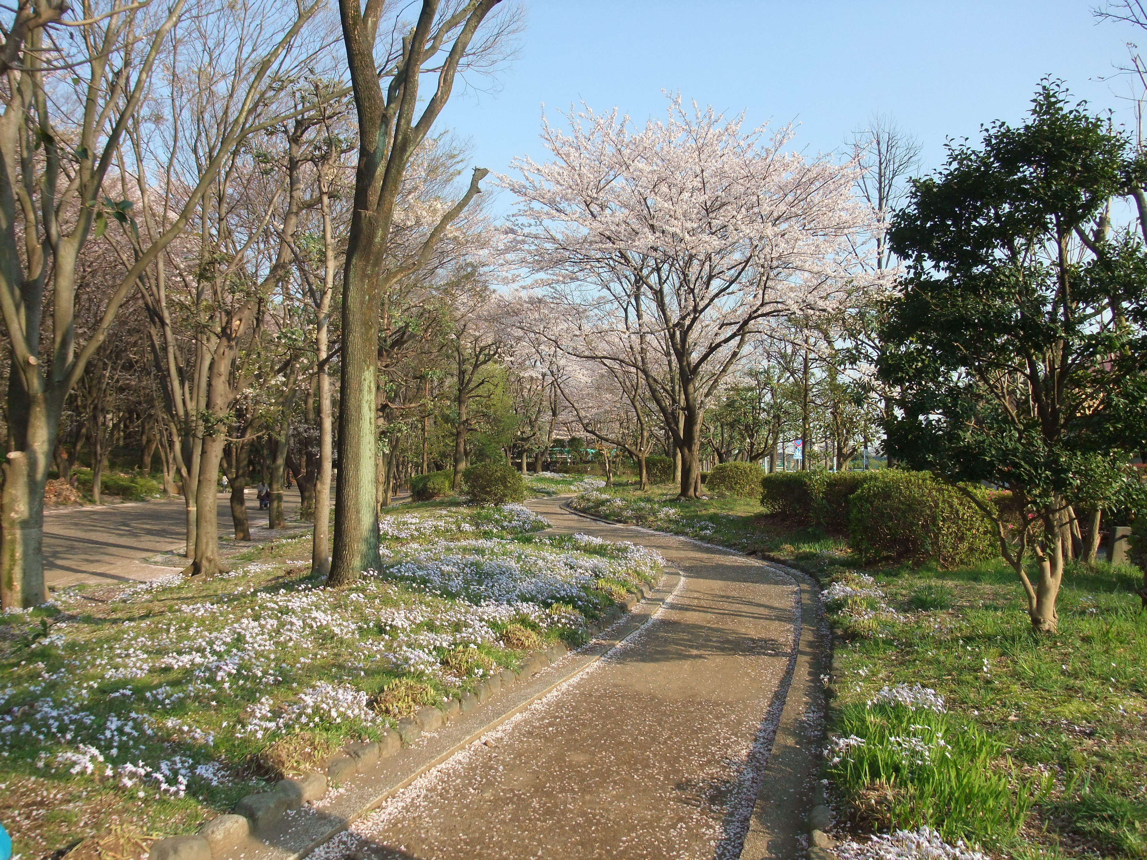 鶴間公園の桜 Ceres23のblog