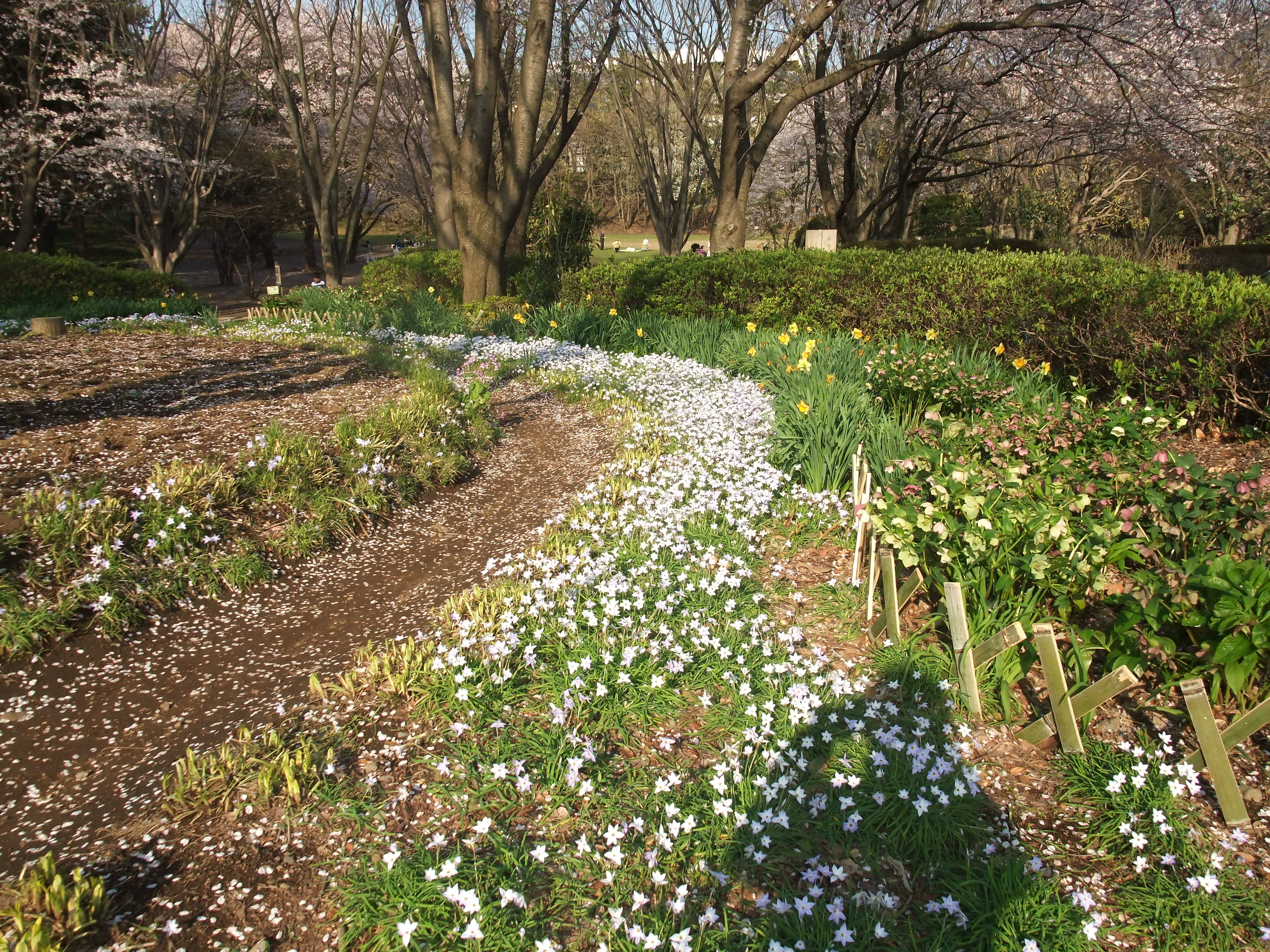 鶴間公園の桜 Ceres23のblog