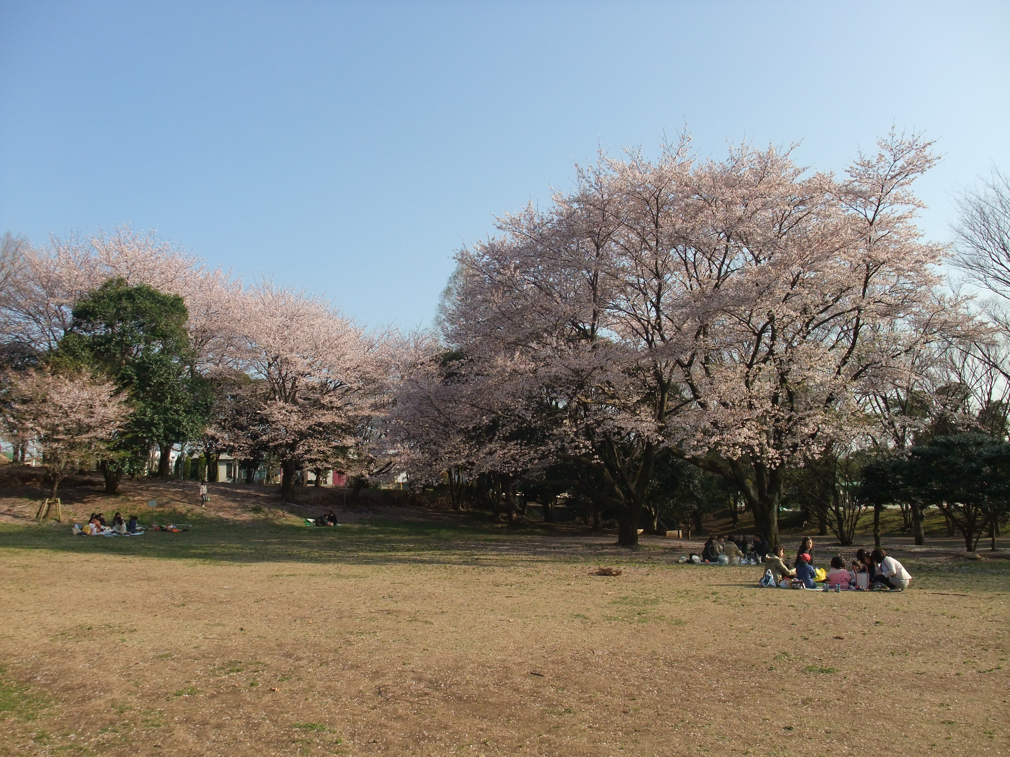 鶴間公園の桜 Ceres23のblog