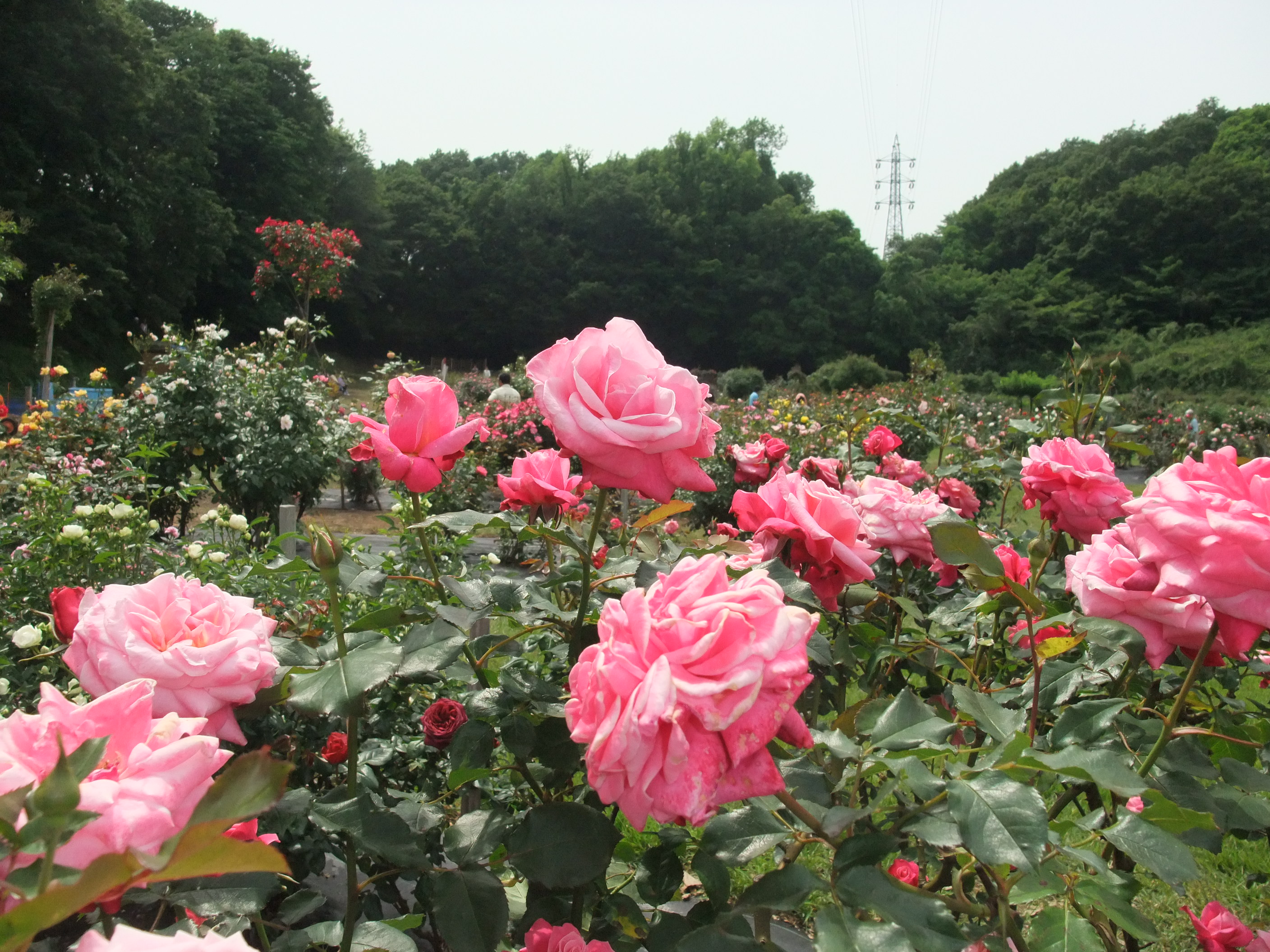 野津田公園ばら広場 Ceres23のblog