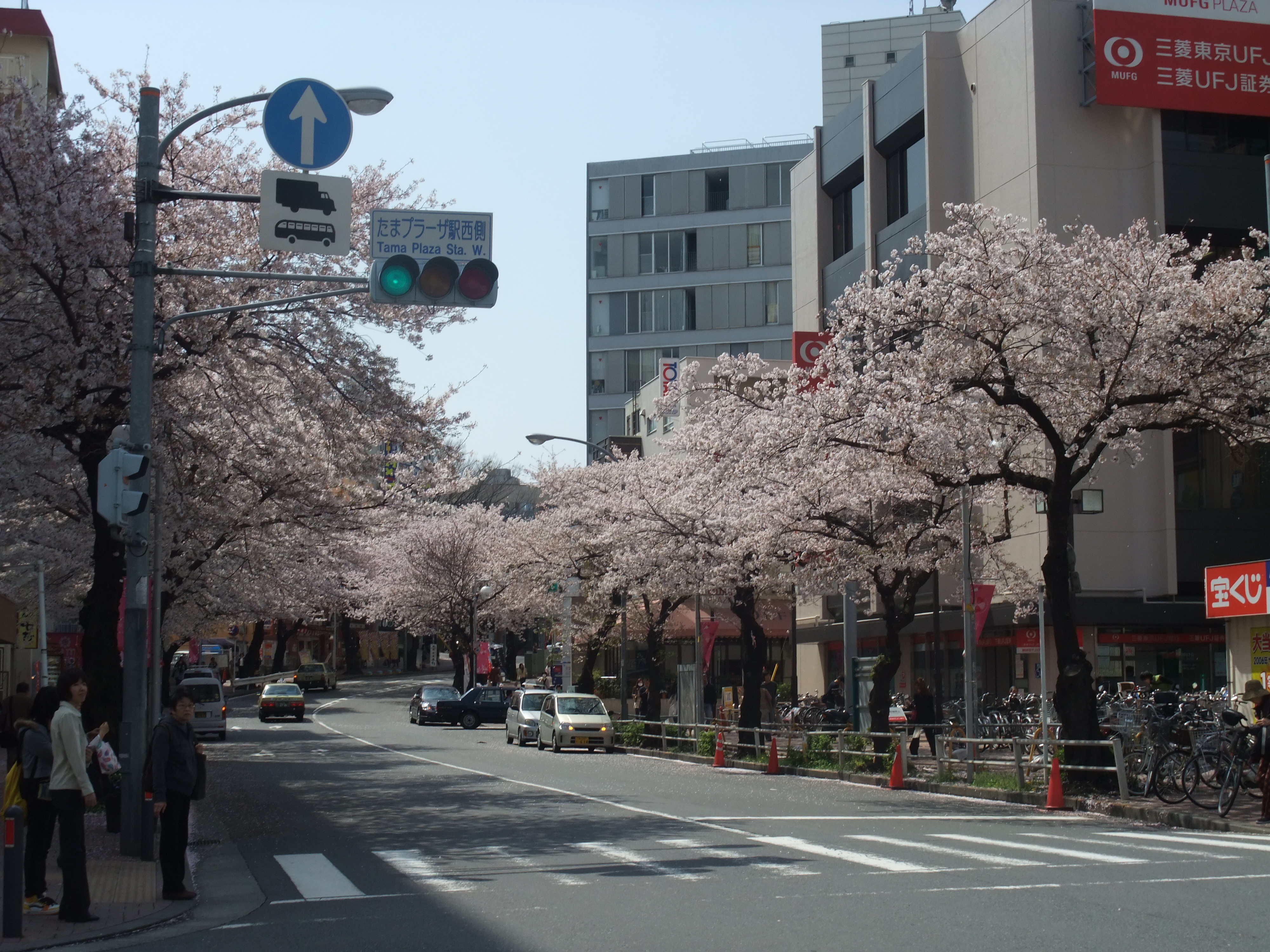 たまプラーザの桜並木 Ceres23のblog たまプラーザの桜並木 Ceres23のblog