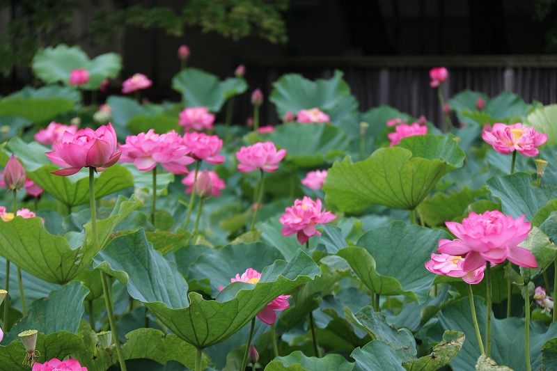 7/7 湘南鵠沼の蓮池 : ceres23のblog