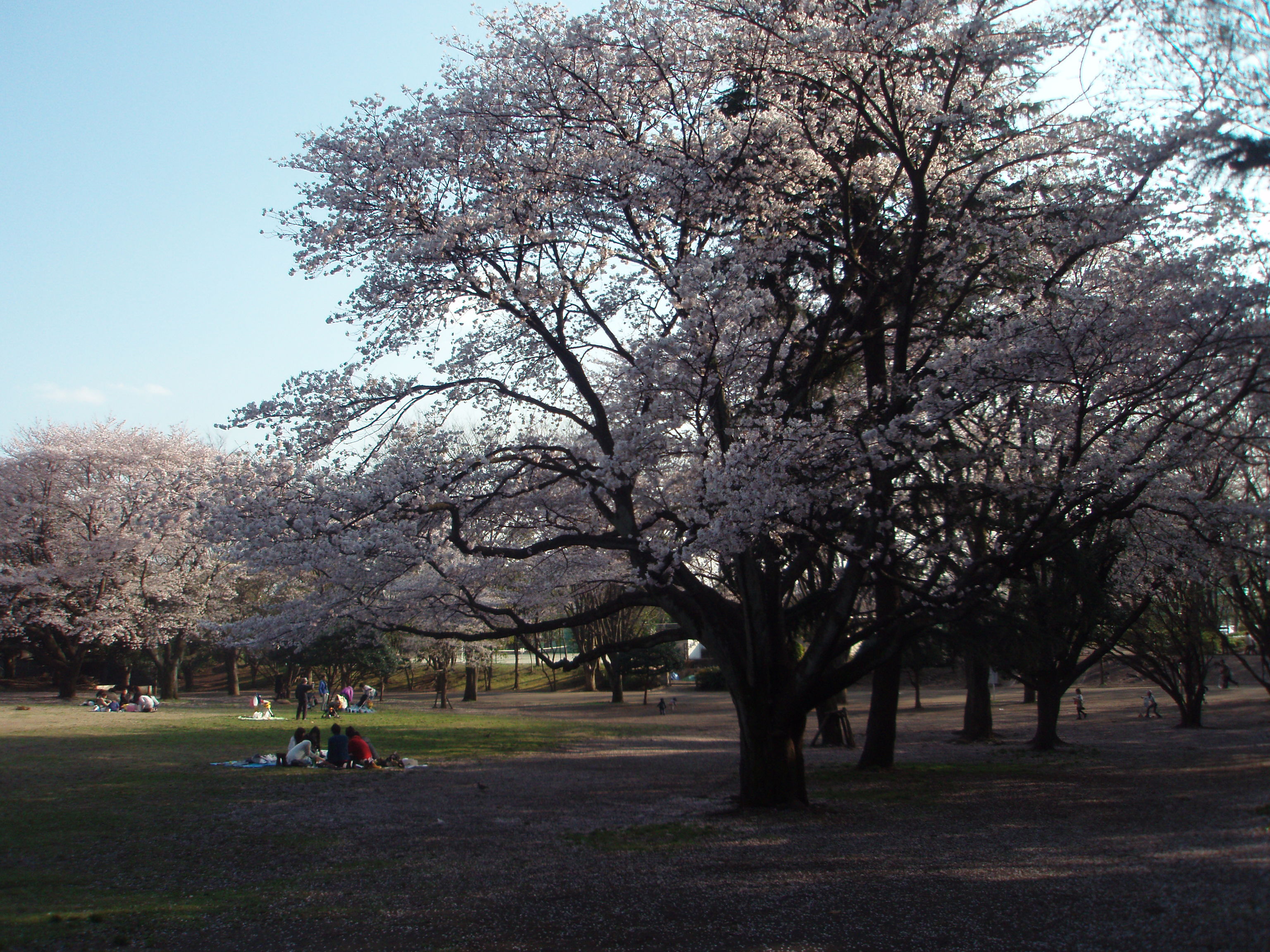 鶴間公園の桜 Ceres23のblog