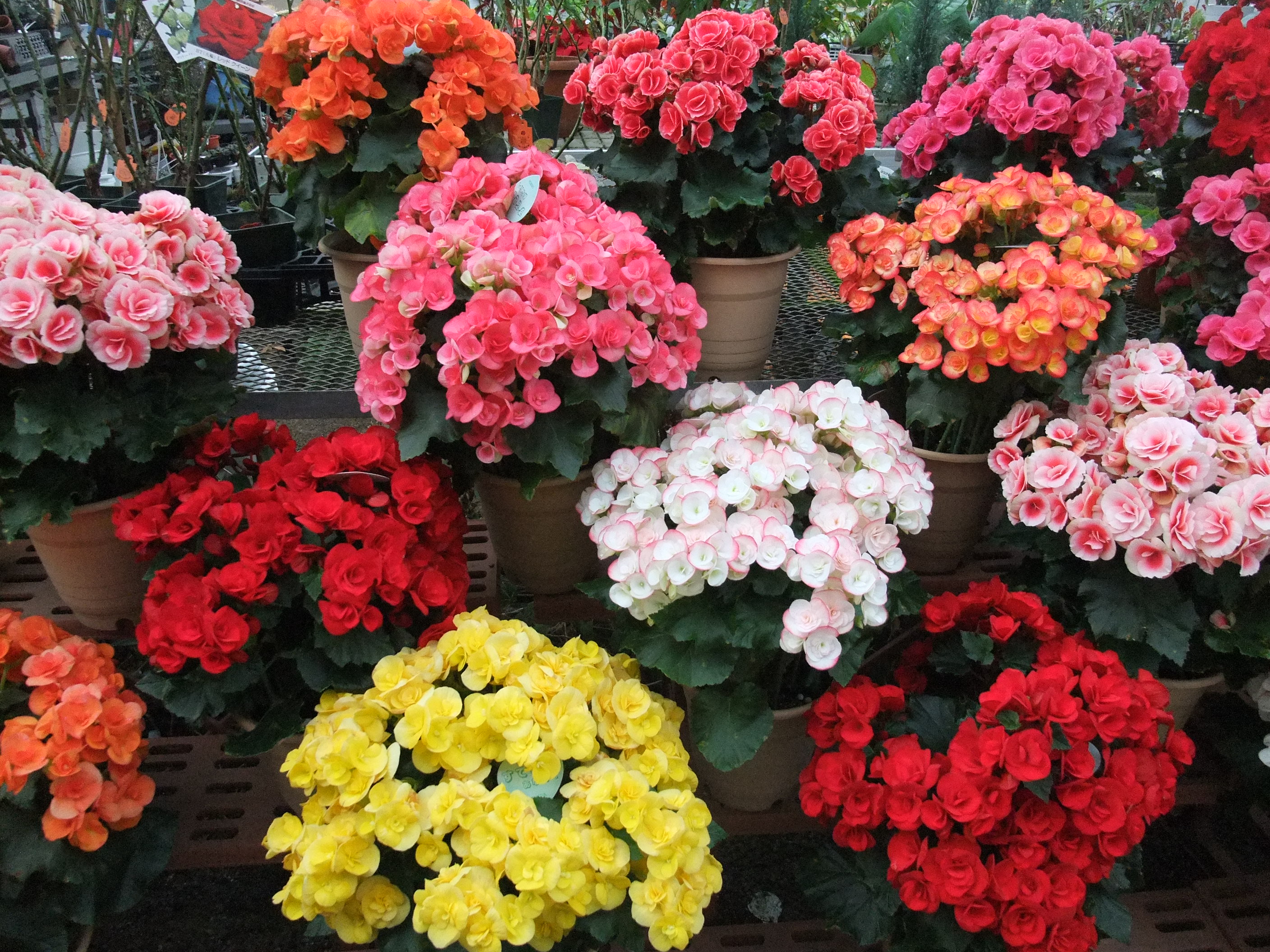 天城高原 Ceres23のblog 天城高原 Ceres23のblog