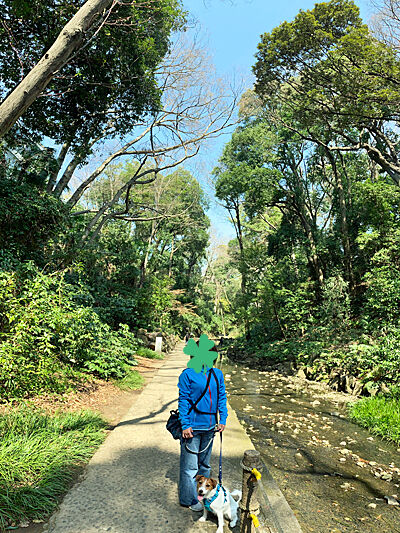 犬散歩 等々力渓谷 Cheerful Cervino