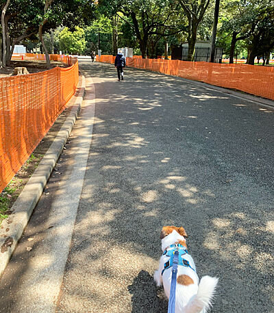 代々木公園散歩とわんわんカーニバル21 Cheerful Cervino 代々木公園散歩とわんわんカーニバル21 Cheerful Cervino