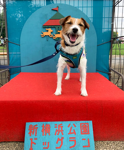 新横浜公園 Cheerful Cervino