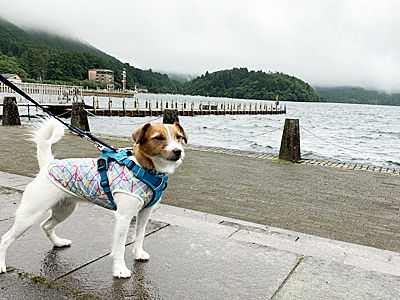 犬と箱根ドライブ 芦ノ湖でランチ Cheerful Cervino