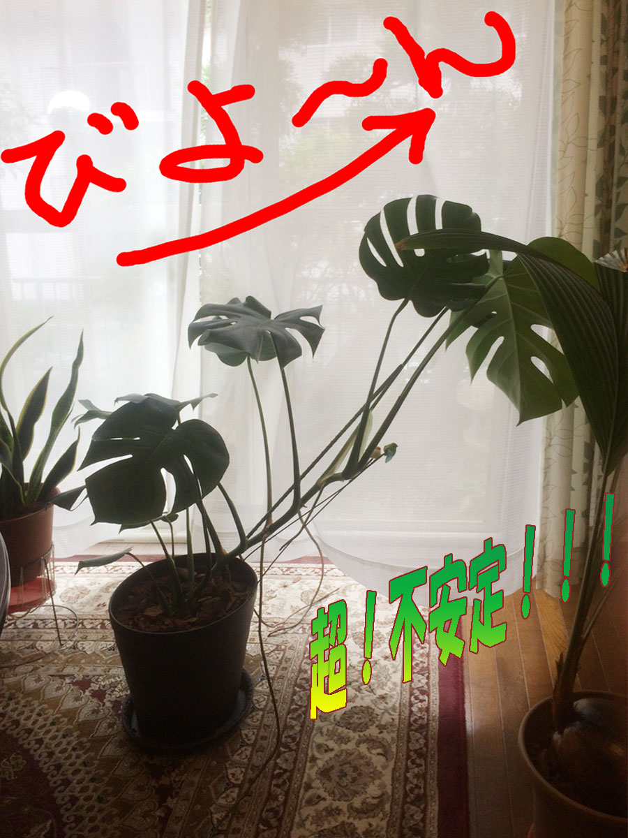 観葉植物をどうしましょう Cfc症候群の姫かちゃんの記録 と釣りが好き 観葉植物をどうしましょう Cfc症候群の姫かちゃんの記録 と釣りが好き