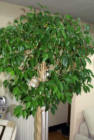 ベンジャミンの花 Happy Today