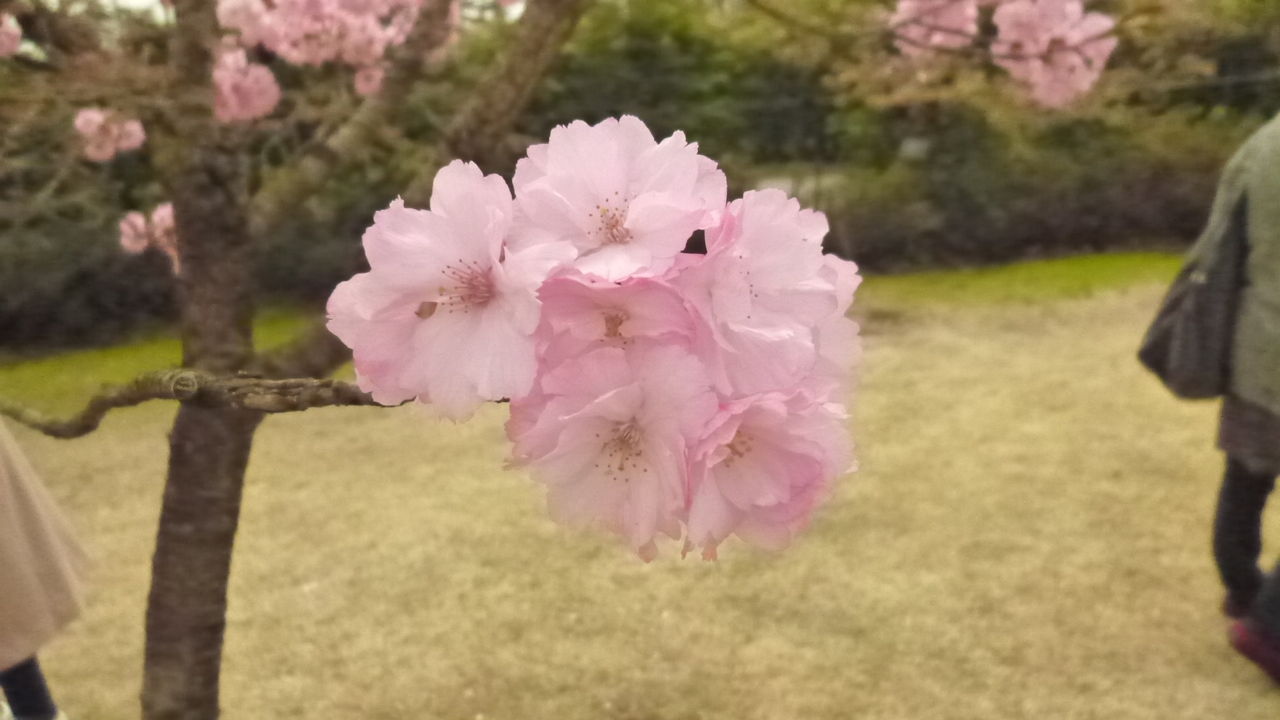 花見とバースデイ Martin D 45好きな親父のブログ 花見とバースデイ Martin D 45好きな親父のブログ