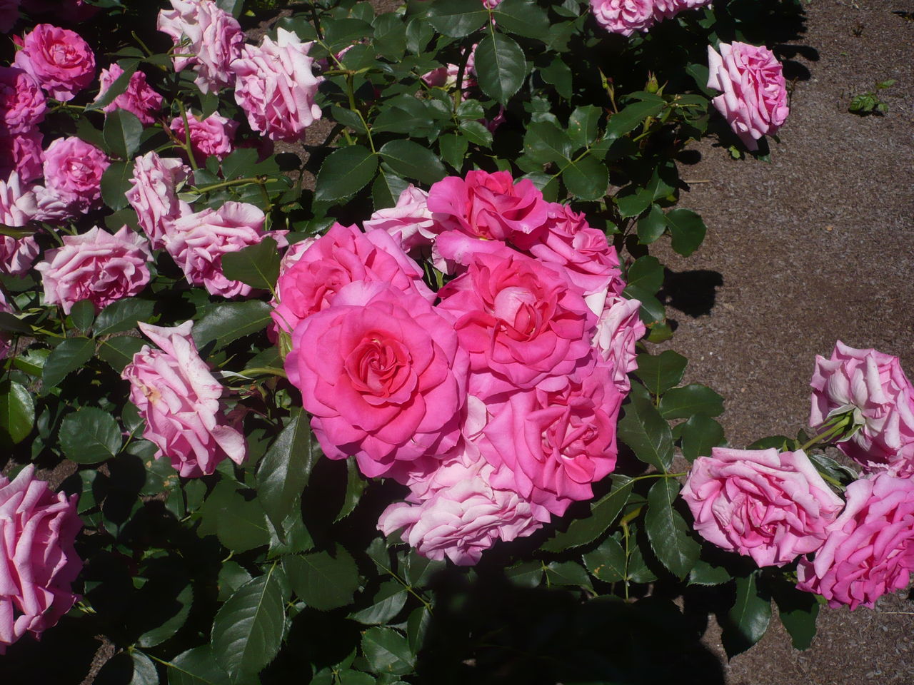 バラとハス Martin D 45好きな親父のブログ