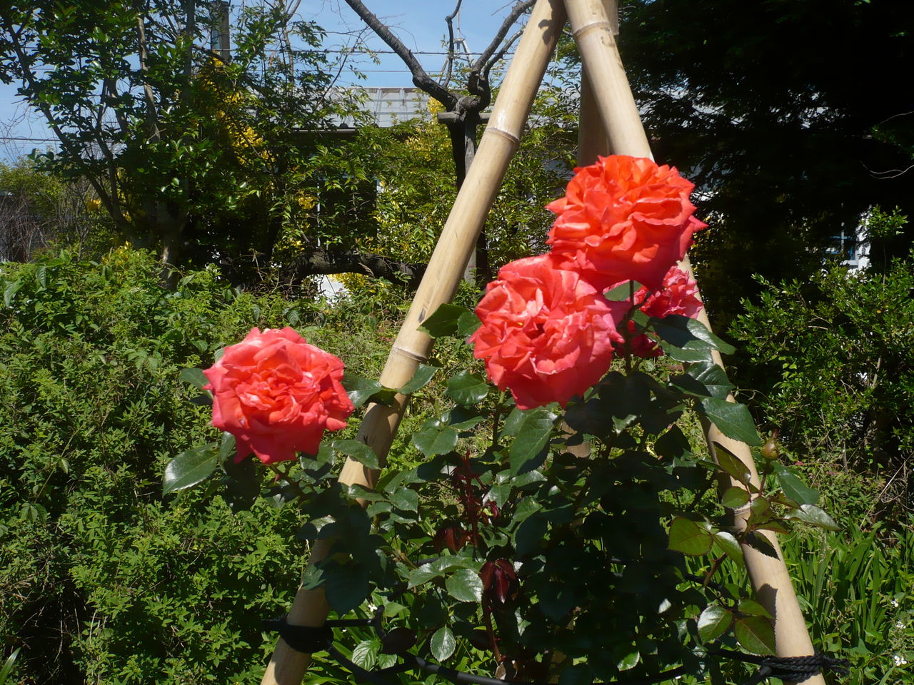 バラとハス Martin D 45好きな親父のブログ