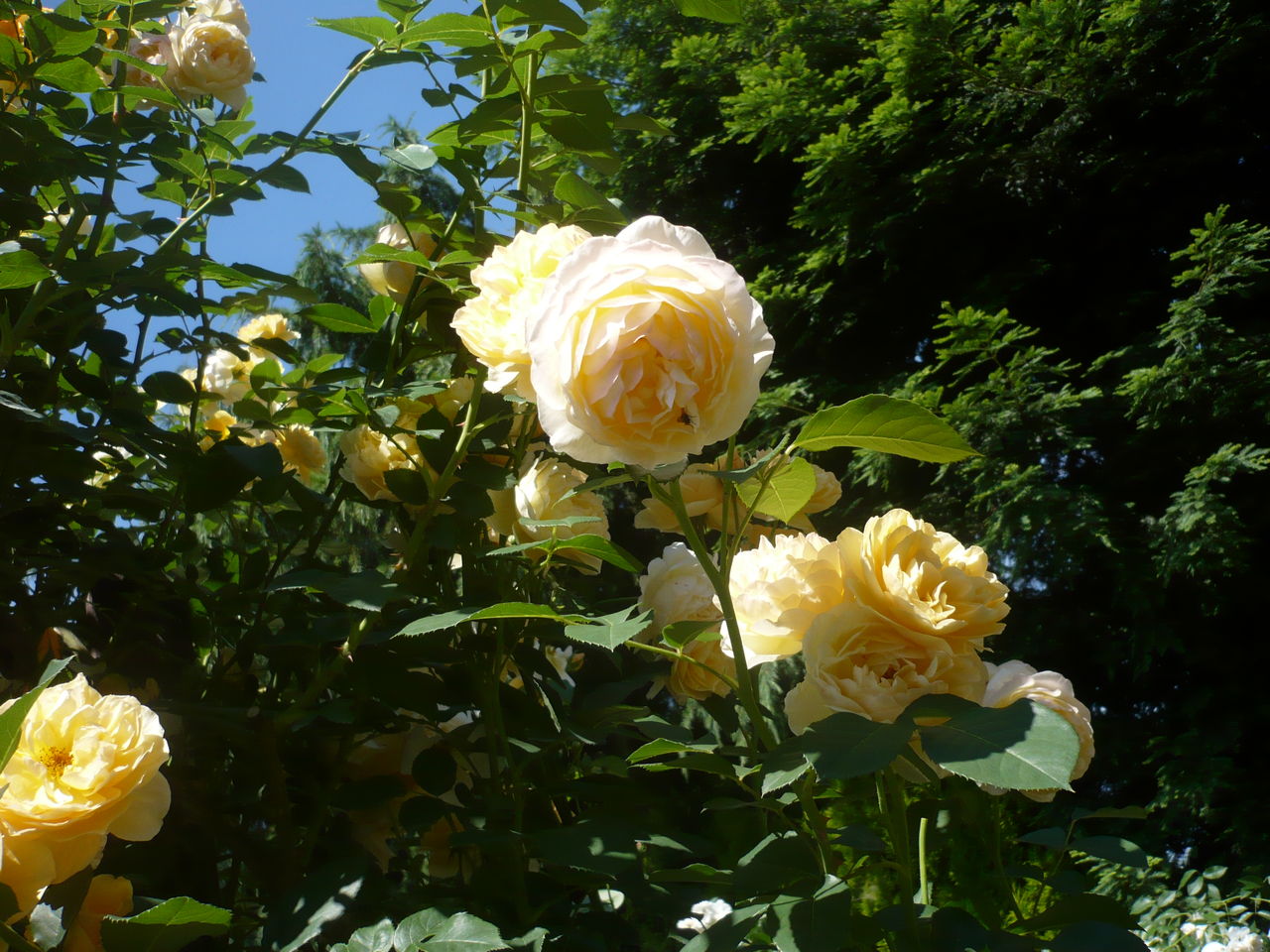 バラとハス Martin D 45好きな親父のブログ