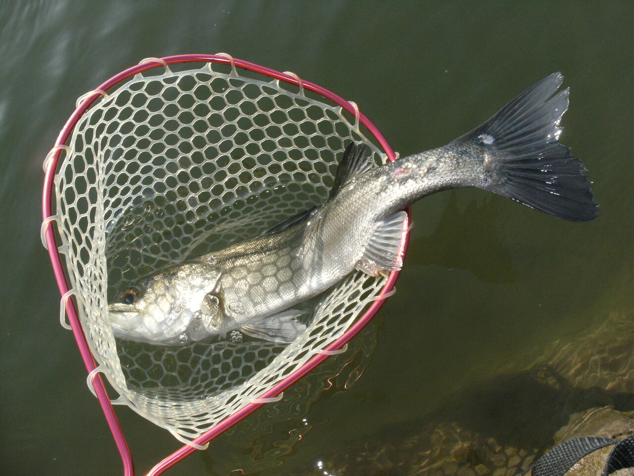 春の利根川バス釣り 利根川にも春を告げるビッグフィッシュが おかっぱりアングラーのバス釣りブログ
