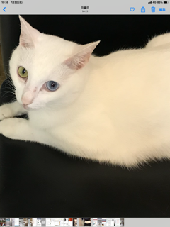 美しい白猫 そらちゃん 神戸 地域ねこ西神のゆるーいお話だよん