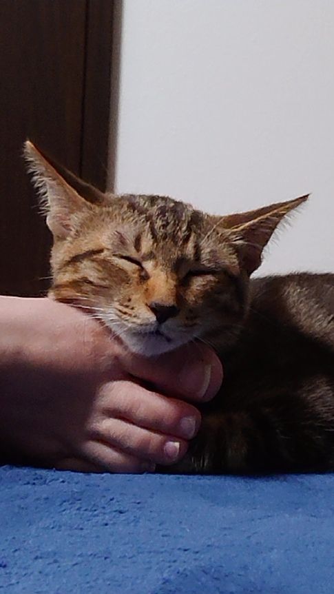 犬みたいな猫」って(笑) : 神戸・地域ねこ西神のゆるーいお話だよん