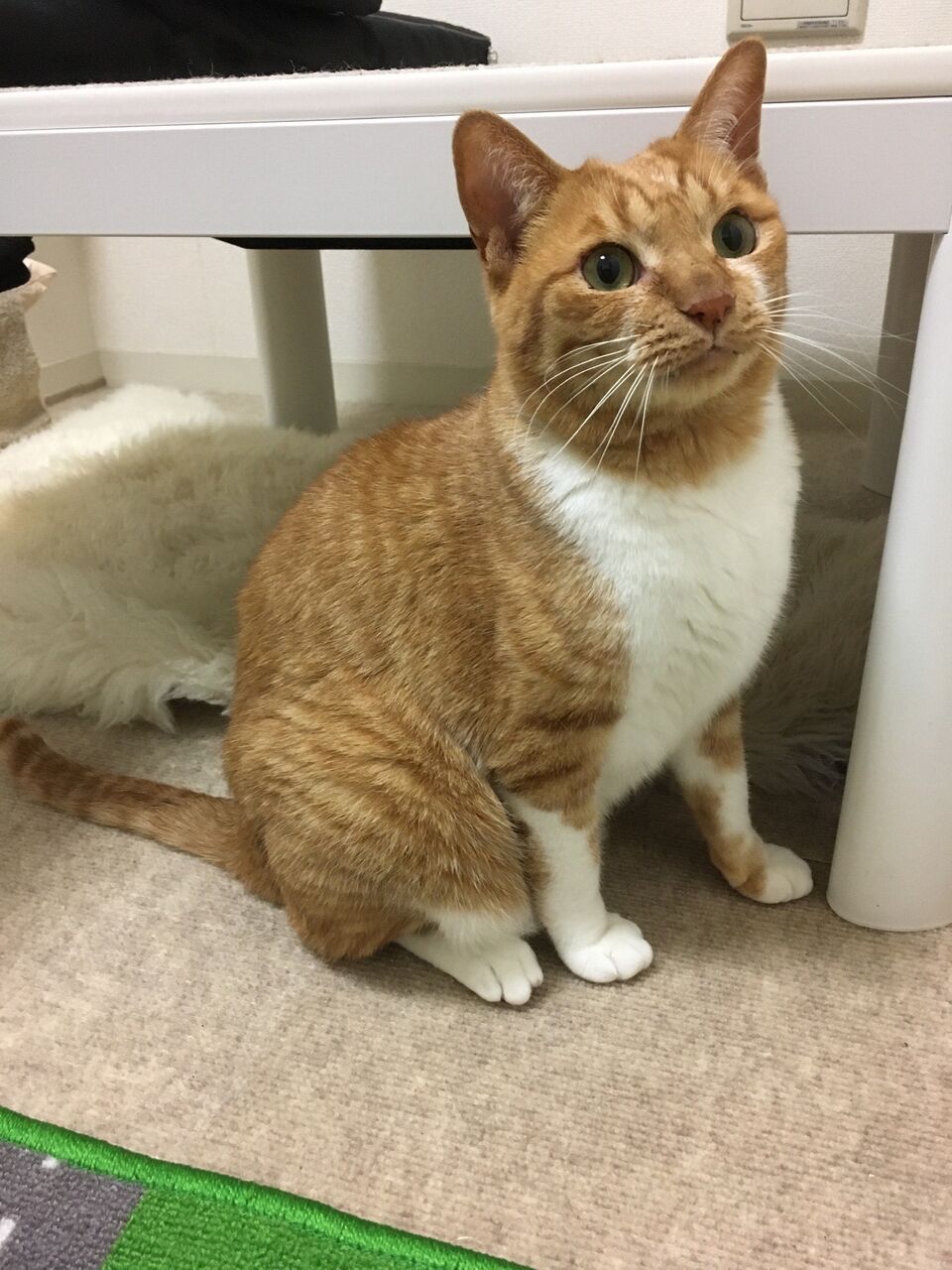 久しぶりです 神戸 地域ねこ西神のゆるーいお話だよん