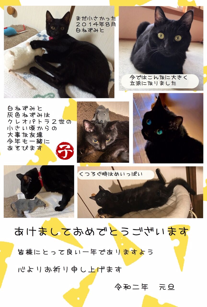 年賀 黒猫ちゃんです 神戸 地域ねこ西神のゆるーいお話だよん 年賀 黒猫ちゃんです 神戸 地域ねこ西神のゆるーいお話だよん