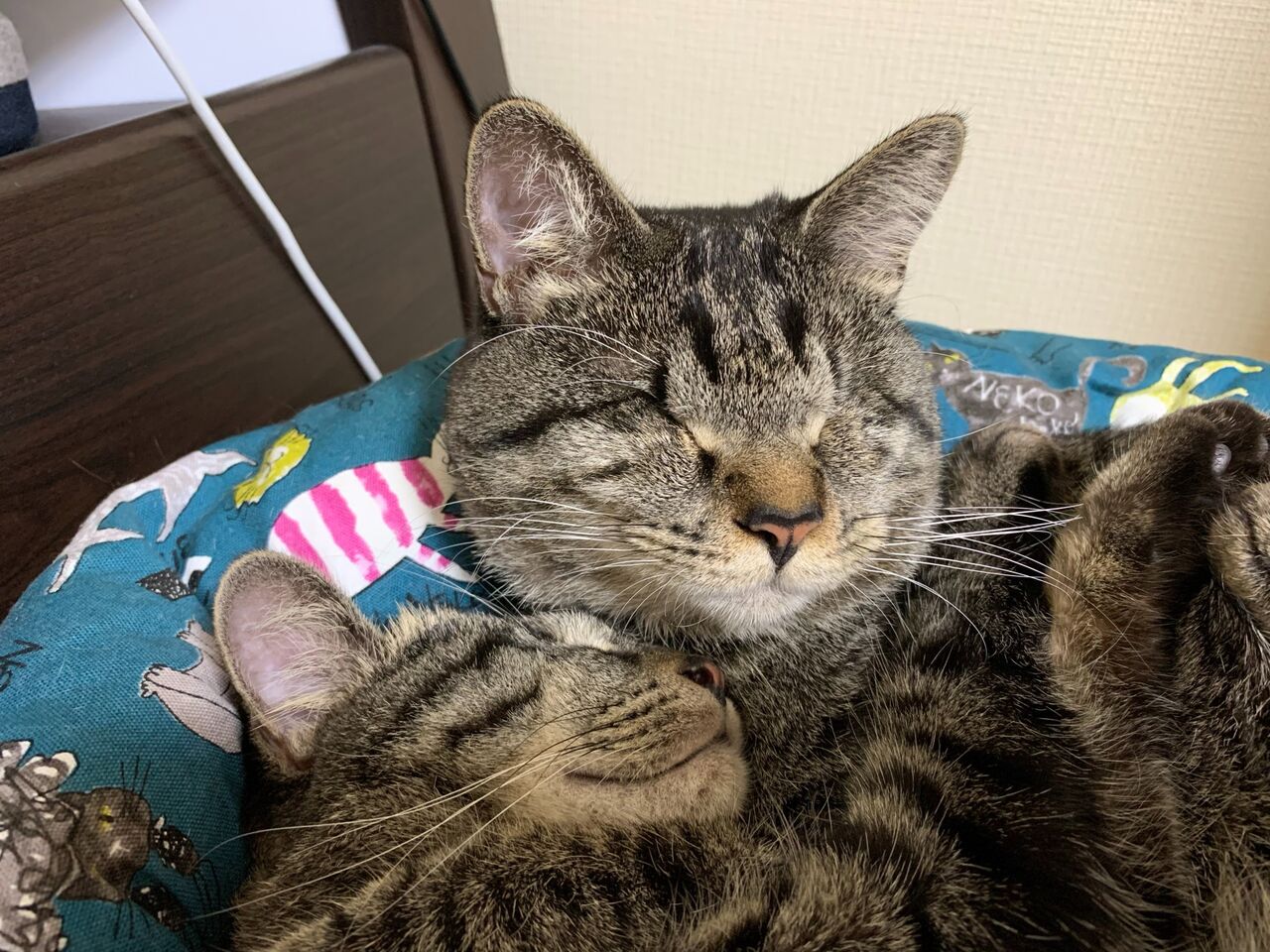 甘いハグ 神戸 地域ねこ西神のゆるーいお話だよん 甘いハグ 神戸 地域ねこ西神のゆるーいお話だよん