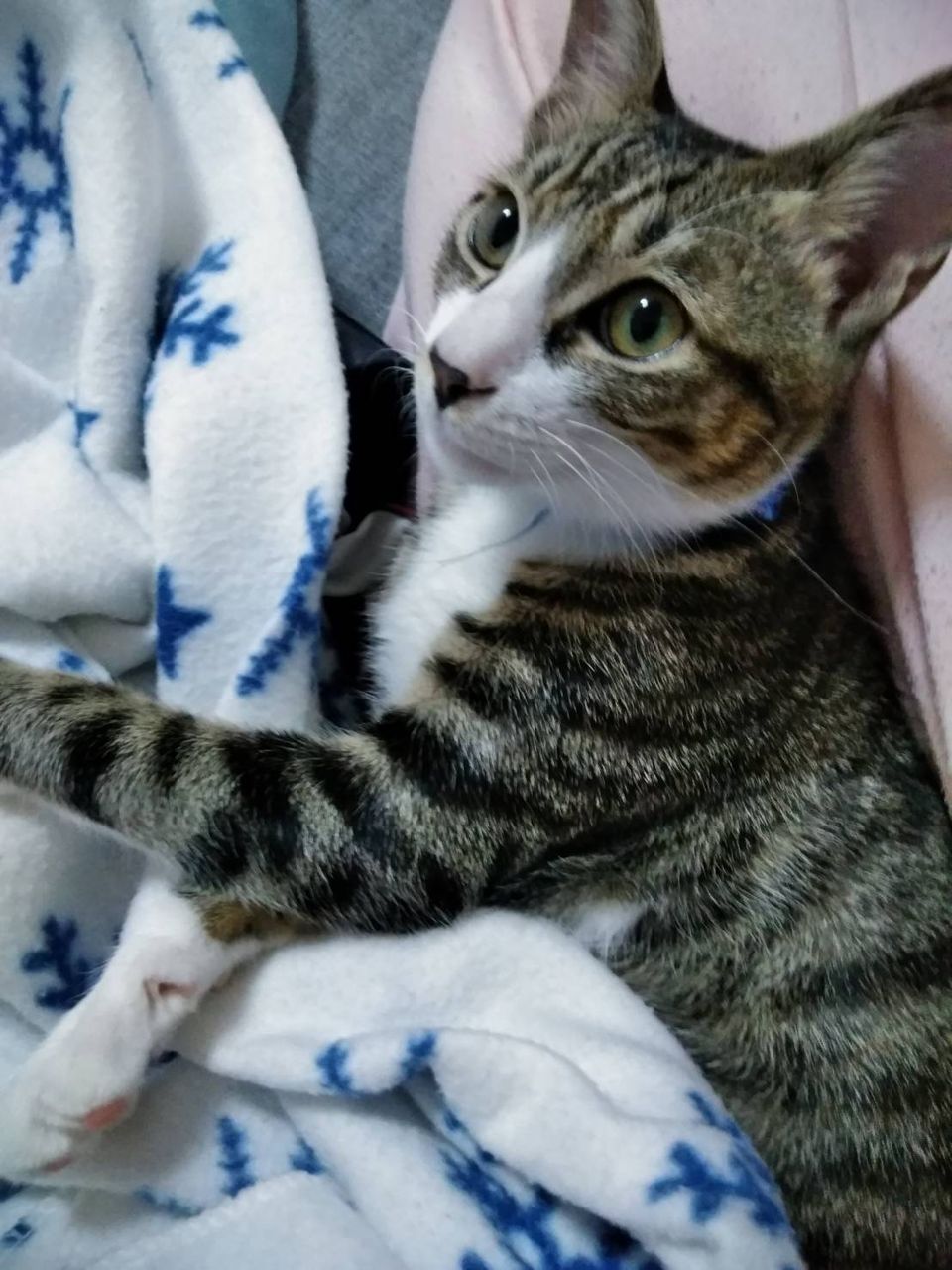 春産まれの子猫 大きくなりましたよ 神戸 地域ねこ西神のゆるーいお話だよん