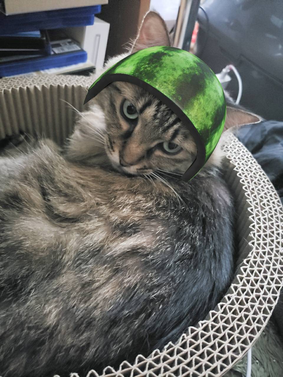 蕗ちゃん スイカの帽子編 : 神戸・地域ねこ西神のゆるーいお話だよん