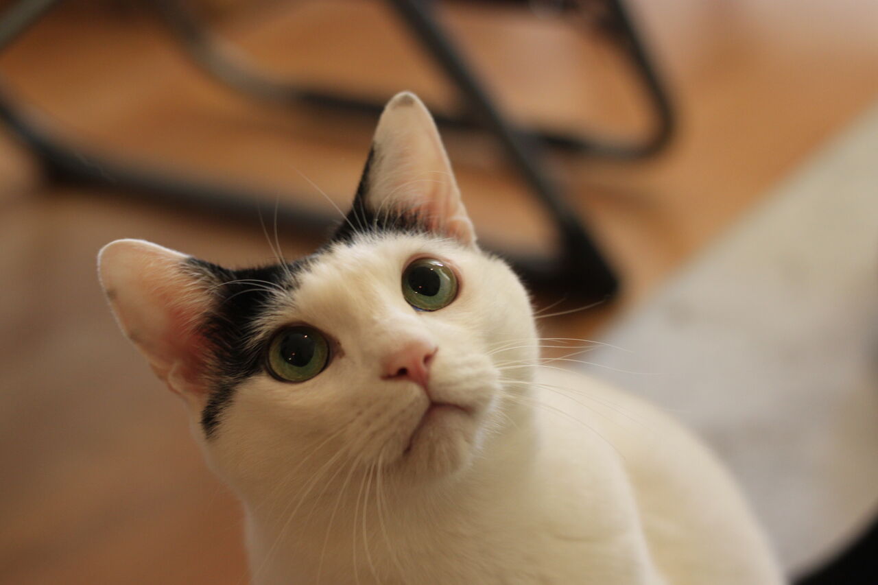 赤ちゃん 誕生です 子猫ではありません 笑 神戸 地域ねこ西神のゆるーいお話だよん