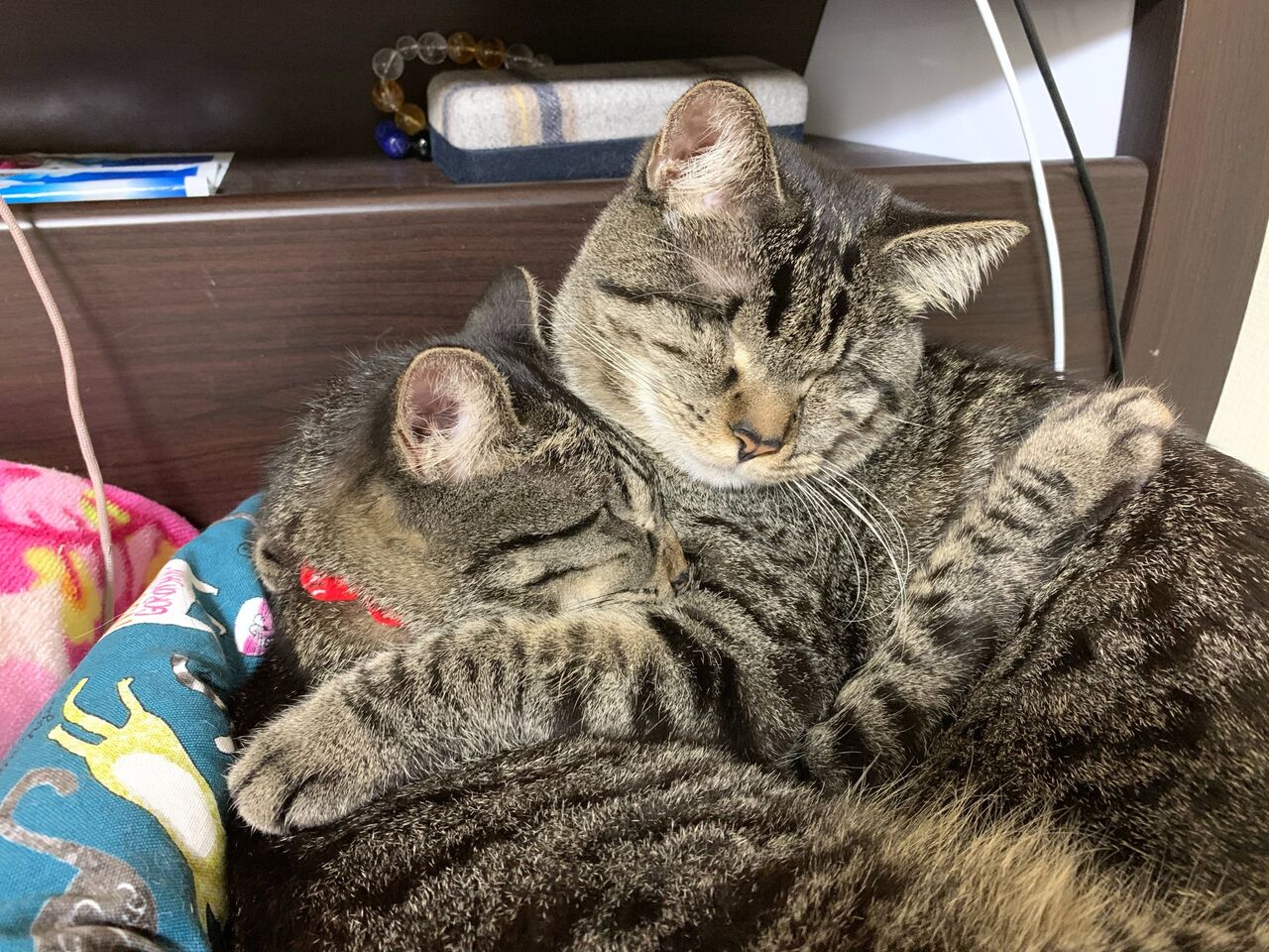 甘いハグ 神戸 地域ねこ西神のゆるーいお話だよん 甘いハグ 神戸 地域ねこ西神のゆるーいお話だよん