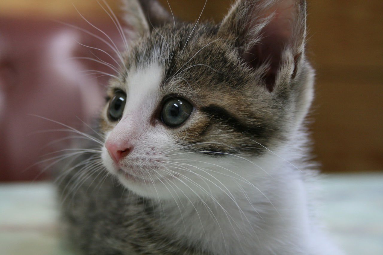 ねこ画像53枚 きれいな猫画像まとめ にくきゅ ちゃんねる