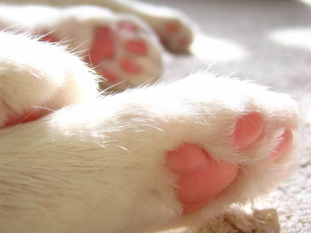 動物 猫の名前ランキング 1位 ソラ 2位 レオ 3位 モモ にくきゅ ちゃんねる 動物 猫の名前ランキング 1位 ソラ 2位 レオ 3位 モモ にくきゅ ちゃんねる