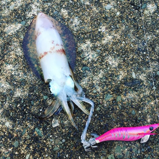イカの頭とクチバシの部分って食べる Fishing2geek 釣りまとめ