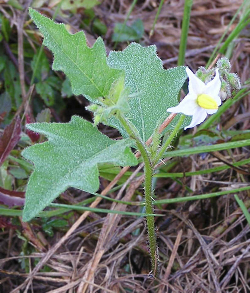 Solanum_carolinense_in_flower