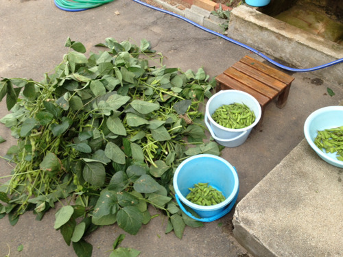 枝豆が大豊作で困る… 枝豆のコロッケがやっぱり美味しくて困る… [無断転載禁止]©2ch.net	