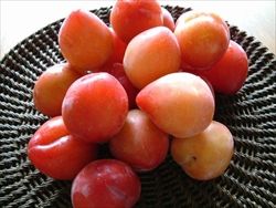 plum_R