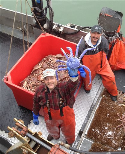 アメリカで青色のタラバガニが見つかる